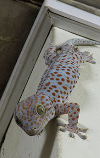 Tokay Gecko Lahirkan Jutawan Segera !