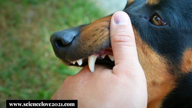 Does a dog show symptoms of rabies to spread the virus?