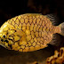 Monocentridae - Pine Cone Fish