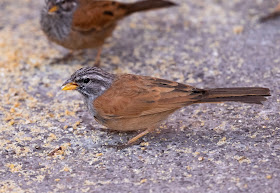 House Bunting - Marrakech, Morocco