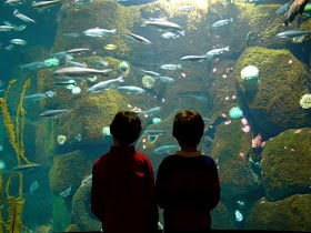 Oregon Coast Aquarium, aquarium, aquatic fish, Newport Oregon Aqurium