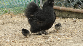 Black Silkie hen with chicks