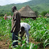 The focus of Agriculture on the African soil which produce large output.