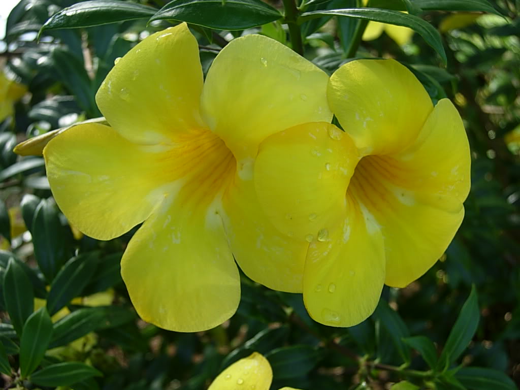 pokok pokok Pokok alamanda  atau bunga  loceng