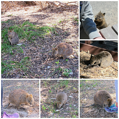 image quokka quokkas cute rottnest island perth australia