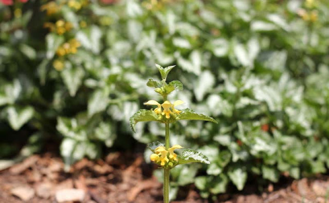 Yellow Archangel Flowers Pictures