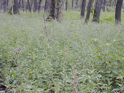 Canada thistle patch