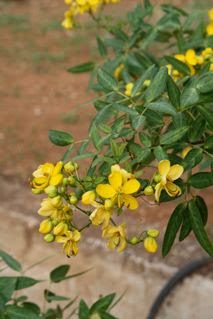 Cassia corymbosa