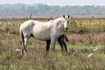 Camargue - - Equis ferus caballus