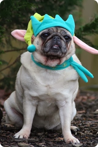 Christmas pug