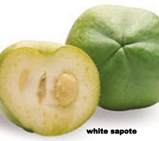 bibit white sapote,keunggulan white sapote,bibit white sapote unggul,inspirasi bisnis,bisa di tabulampot