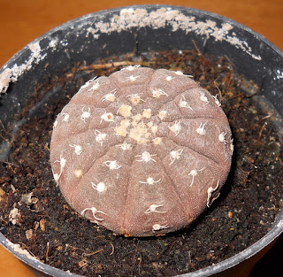 cactus Gymnocalycium pseudoragonesii