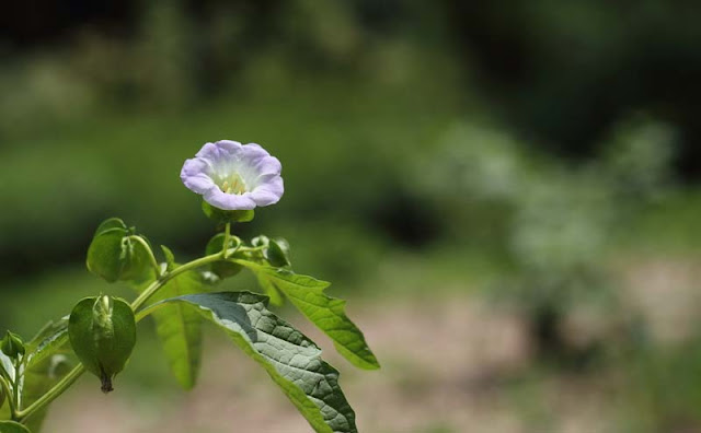 Apple of Peru Flowers Pictures