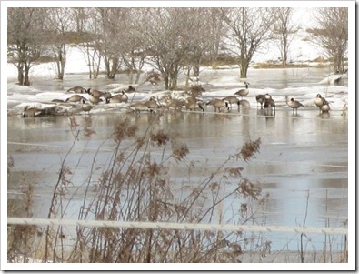20120309_thaw_005