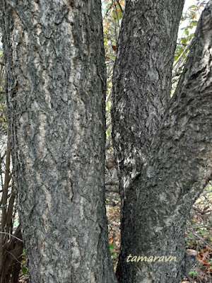 Конский каштан голый / Конский каштан гладкий (Aesculus glabra)