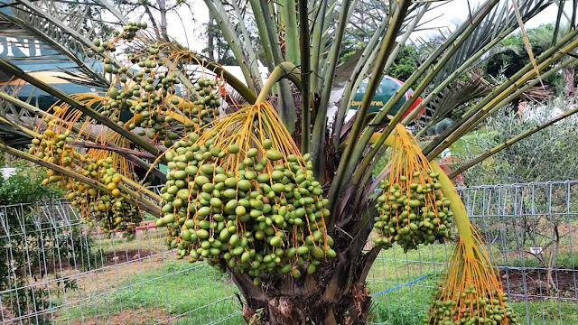 Optimis, Kebun Kurma Park Jadi Icon Destinasi Wisata Kabupaten Pasuruan. 