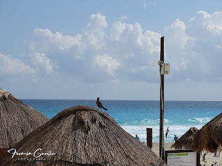 sombrilla de palma en playa de cancun