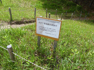 深北緑地公園 チガヤ草地創生実験中