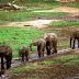Poachers Storm 'Village of Elephants'