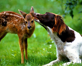 Lovely Dear And Dog HD Wallpaper