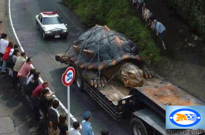 ΣΟΚ ΣΤΗΝ ΙΑΠΩΝΙΑ! ΤΕΡΑΣΤΙΑ ΜΕΤΑΛΛΑΓΜΕΝΗ ΧΕΛΩΝΑ σκόρπισε τον πανικό (ΦΩΤΟ)  