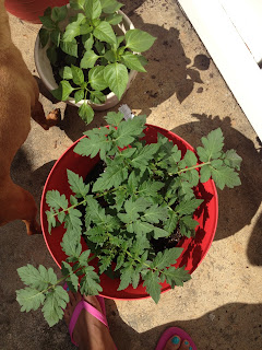 tomato and pepper potted plant