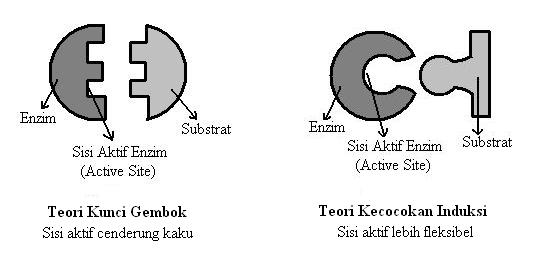  (Lock and Key Theory) dan Teori Kecocokan Induksi (Induced Fit Theory).