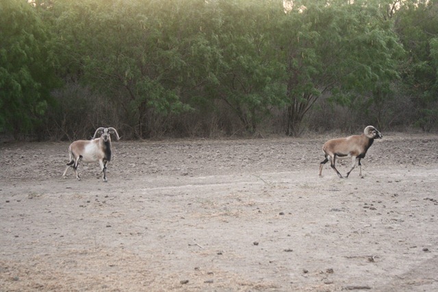 Ranch June 18 031
