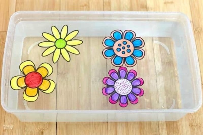 blooming paper flowers science experiment