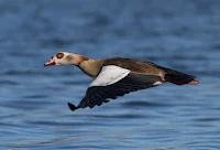 Egyptian Goose - Birds In Flight Photography Cape Town with Canon EOS 7D Mark II  Copyright Vernon Chalmers