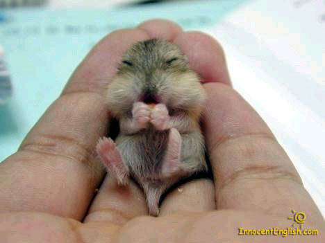 Fat baby mouse.