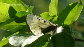 Parnassius (Driopa) mnemosyne male DSC135508