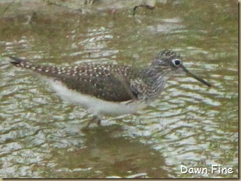 Padre Island birding_138