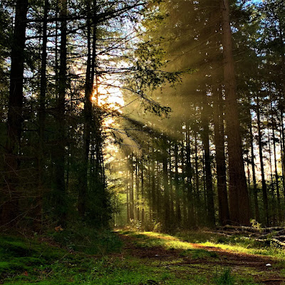 Autumn in forest