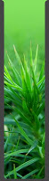 Tall thin photo of spiky green plants perhaps a type of grass or cactus growing near the ground with green background of grass.