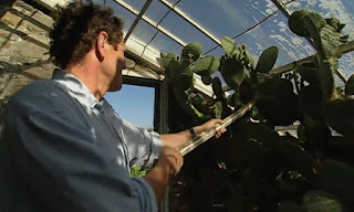 Prickly Pears