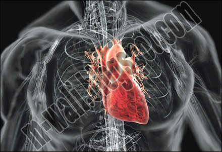 [imagetag] Cara Menjaga Kesehatan Jantung