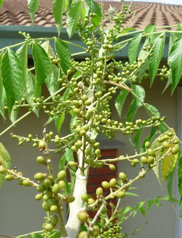 MELADA PAHIT-BRUCEA JAVANICA , NATURAL REMEDY FOR ENLARGED 