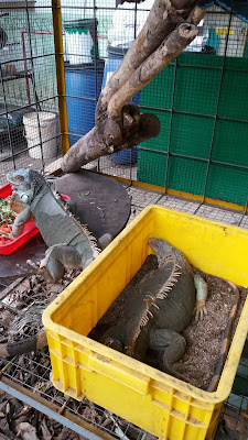 mini zoo semut