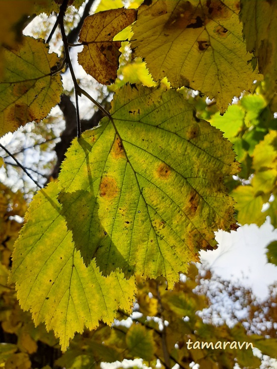 Лещина разнолистная / Орешник разнолистный (Corylus heterophylla)