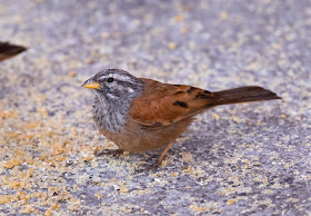 House Bunting - Marrakech, Morocco