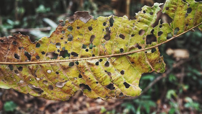 Ada Apa Dalam Hutan? 