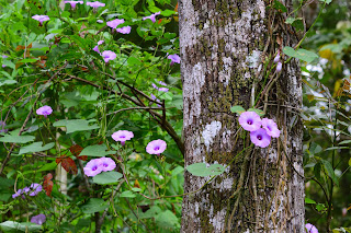 vine with flowers on tree in Puriscal, Costa Rica