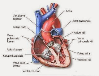 Gambar bagian-bagian jantung