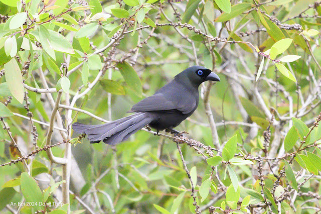 An Bui 2024 Dong Thap - Racket Tailed Treepie (Chim Khách, Chim Đuôi Vợt)