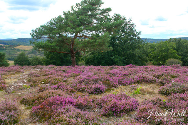 Heide bei Siefersheim in Rheinhessen