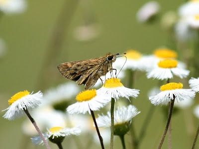 Skipper butterfly in the fleabane