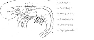  Ciri Ciri CRUSTACEA  Subordo NATANTIA 