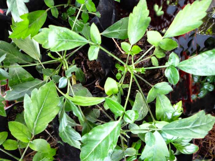 Bin kohomba plant Sri lanka (Munronia pinnata plant)