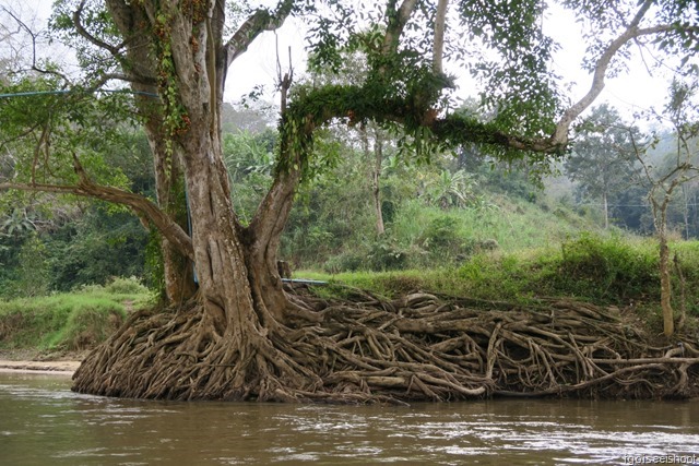 Tree with massive roots seen during bamboo rafting